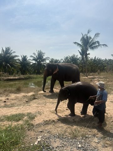 Elephant mom and baby at sanctuary