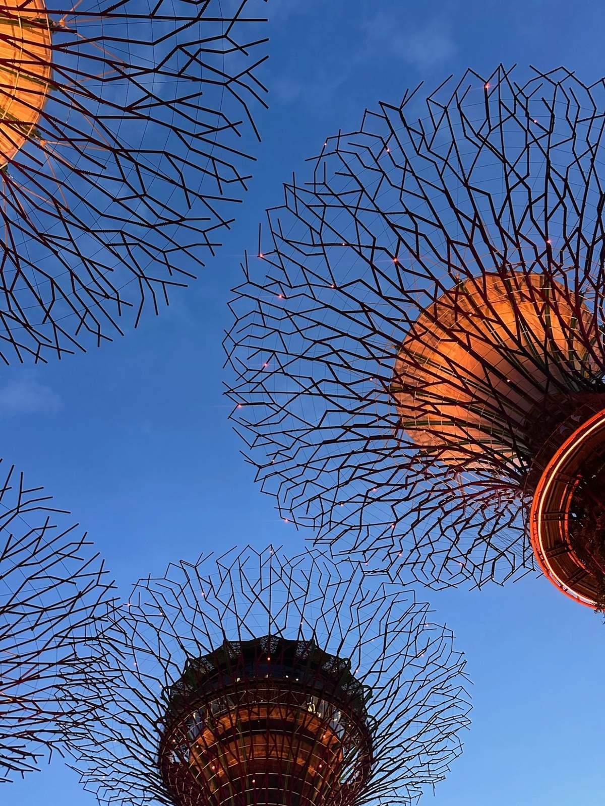 Supertrees at dusk, glowing orange against blue sky
