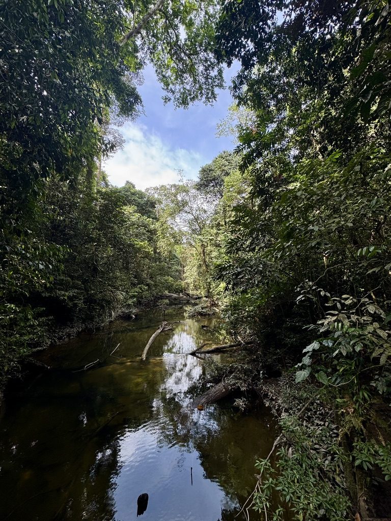 Crystal clear jungle river winding through dense Borneo rainforest, sky visible through the canopy above