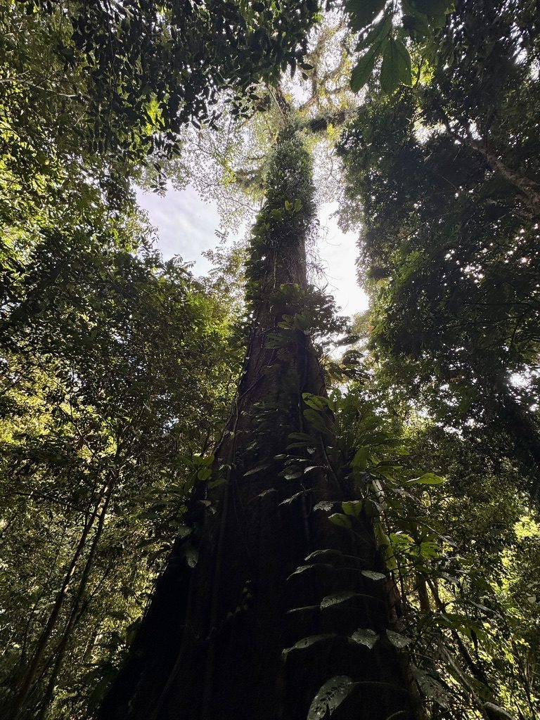 Looking straight up at a massive Borneo rainforest tree disappearing into the jungle canopy