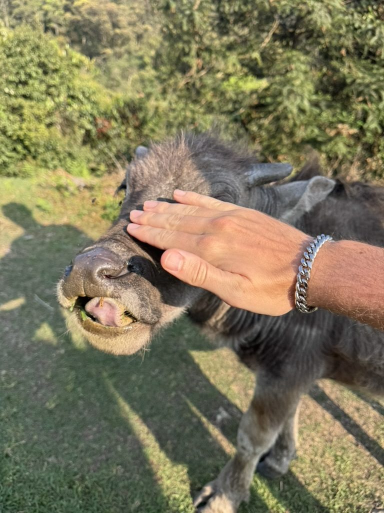 Ryker petting the baby water buffalo