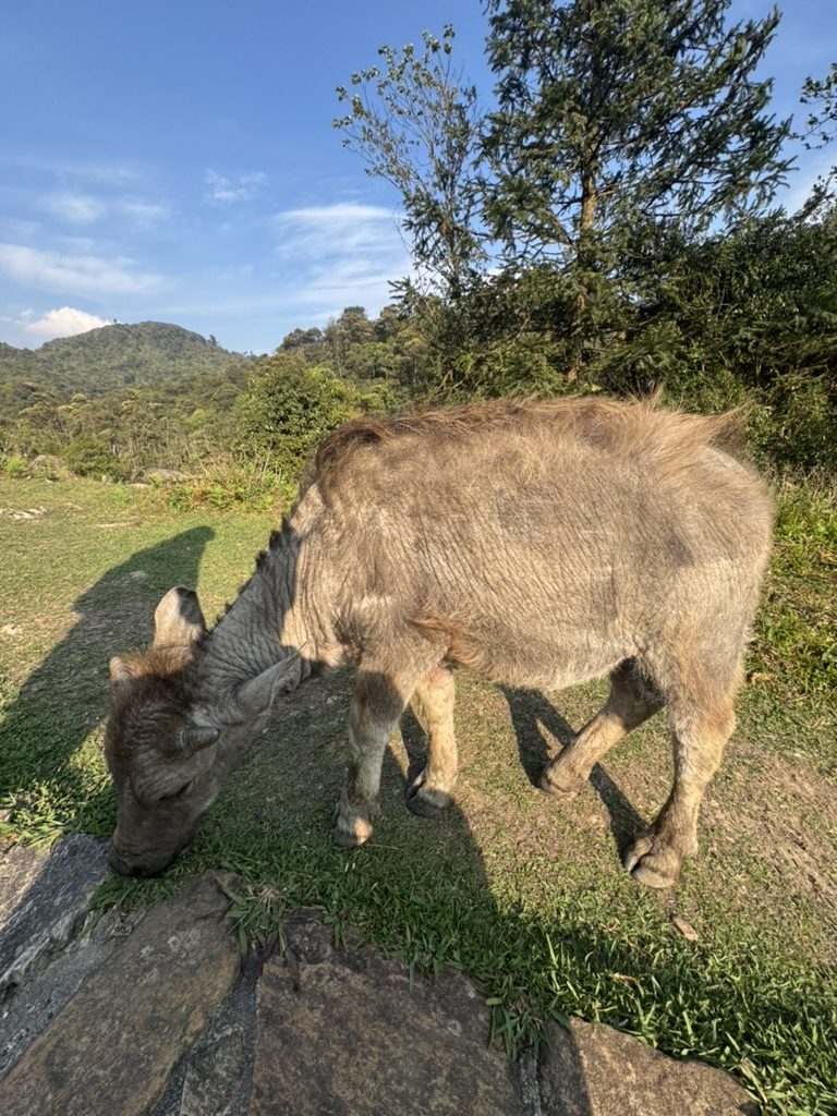 Baby water buffalo up close on the trail