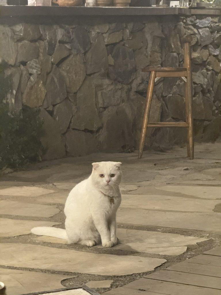 Chonky white Scottish Fold cat at Sapa hotel