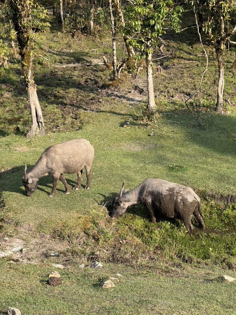 Water buffalo grazing in the Sapa fields