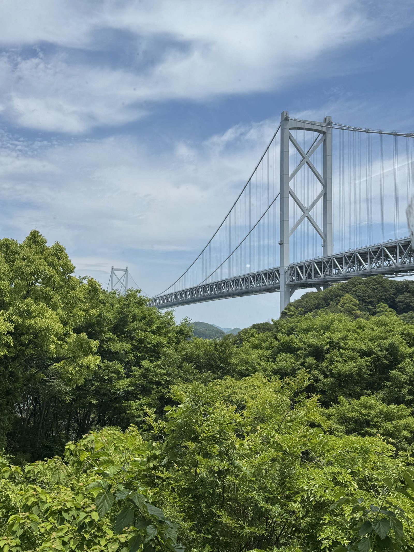 Bridge through the forest