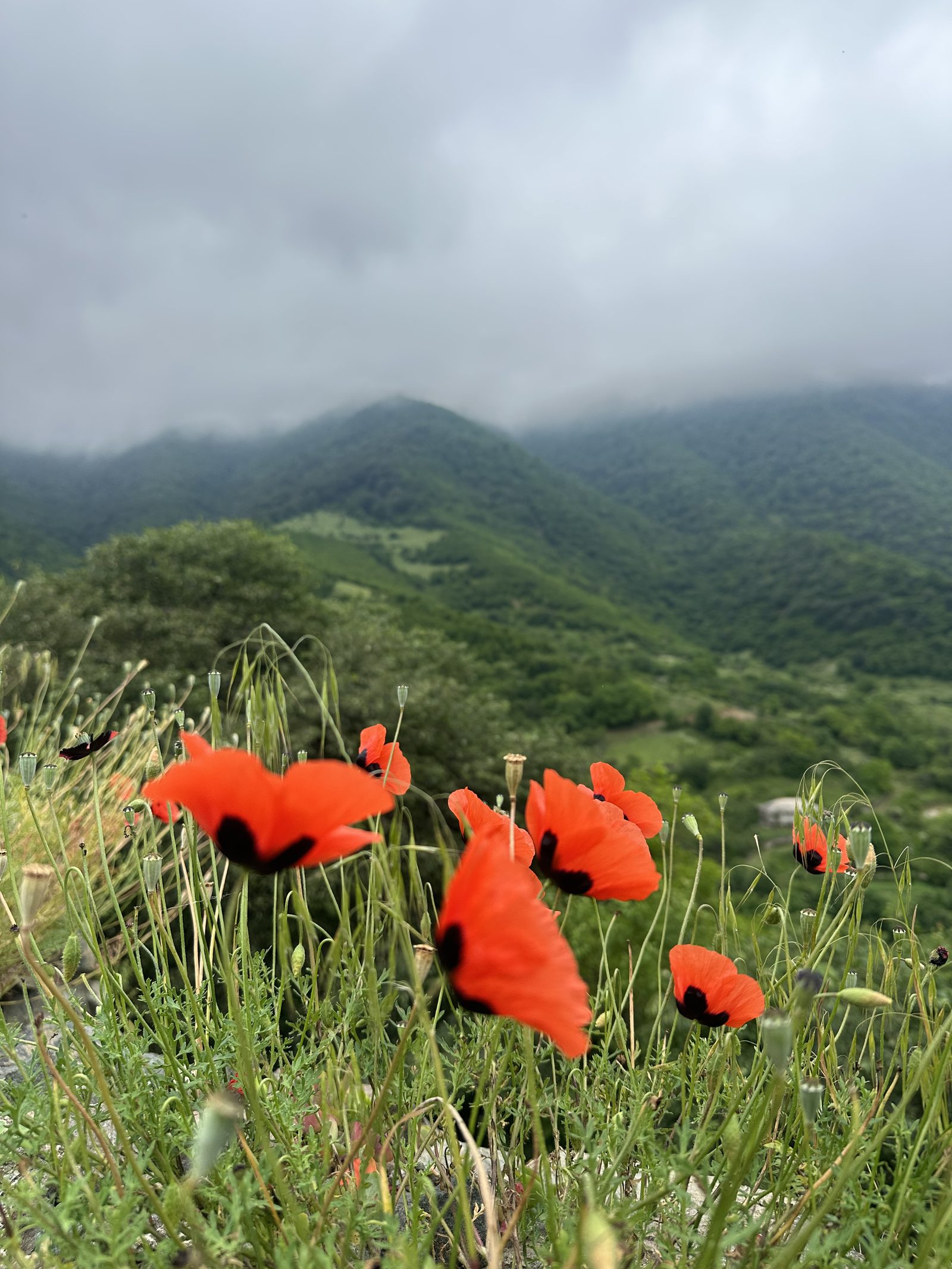 Red poppies on a misty Armenian hillside