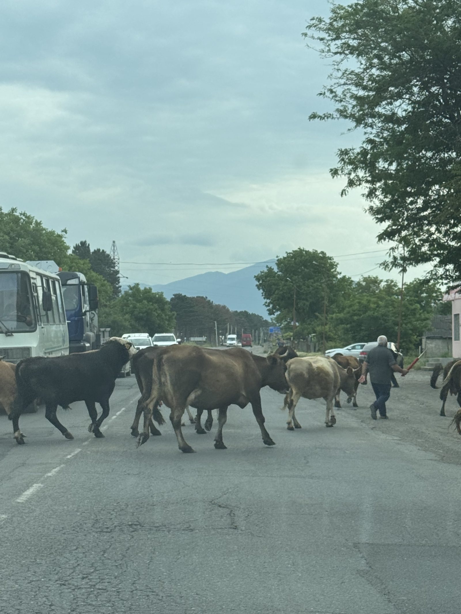 A herd of cows crossing the road ahead of the car