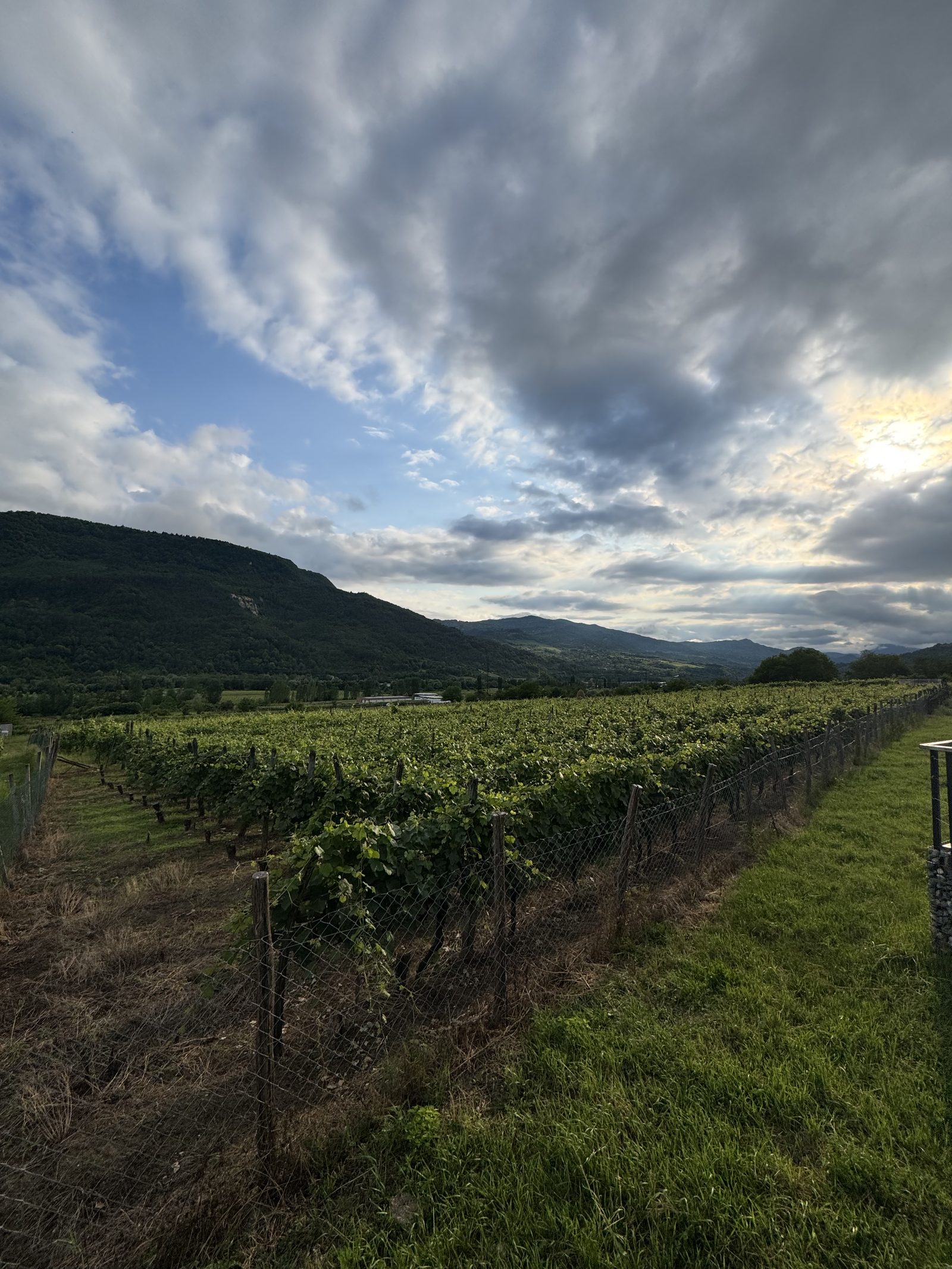 Rows of vineyard under an evening sky
