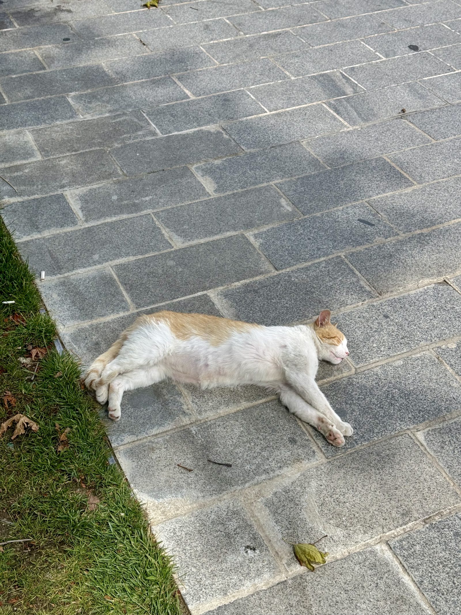 A street cat asleep on the pavement in Istanbul