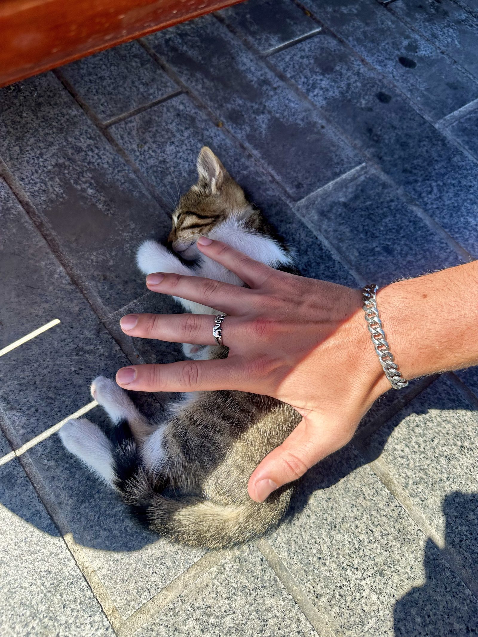 Petting a kitten on an Istanbul street