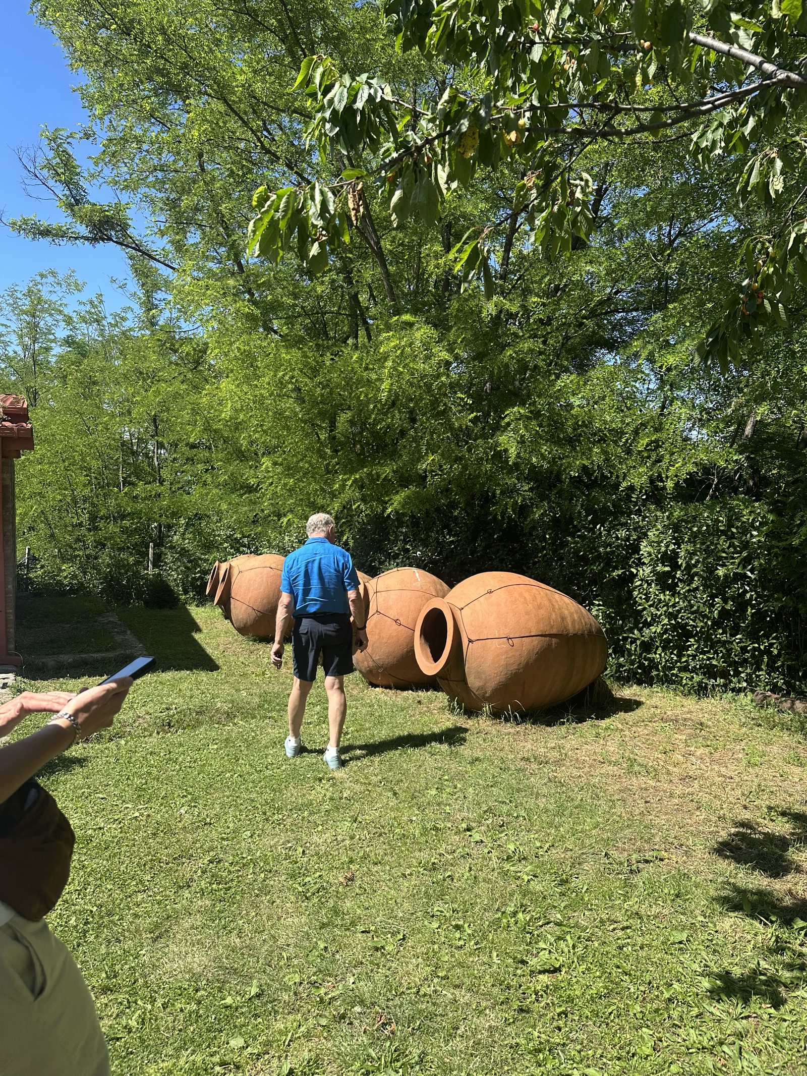 Buried qvevri wine vessels in a green garden