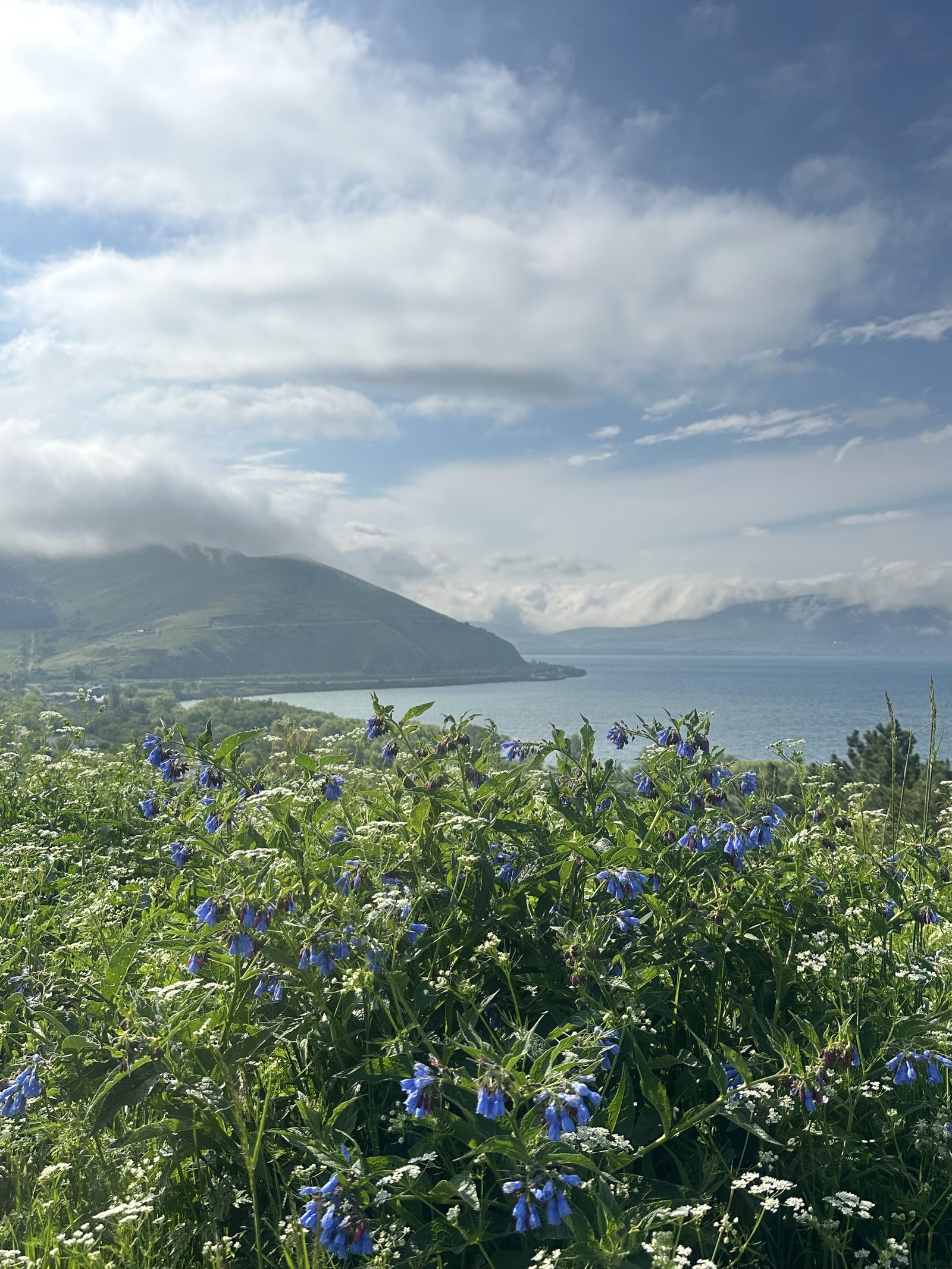 Wildflowers along the shore of Lake Sevan