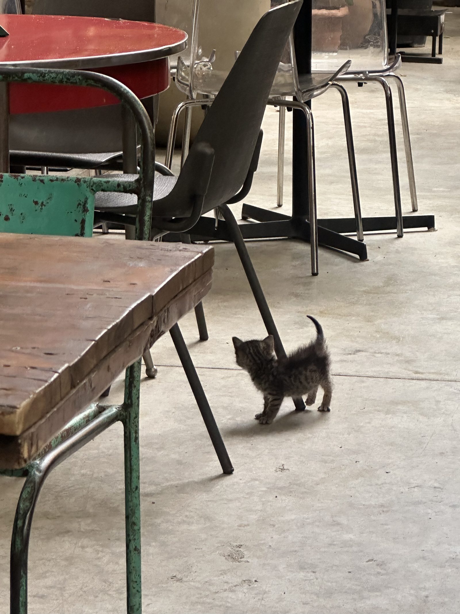A tiny black kitten under a cafe table