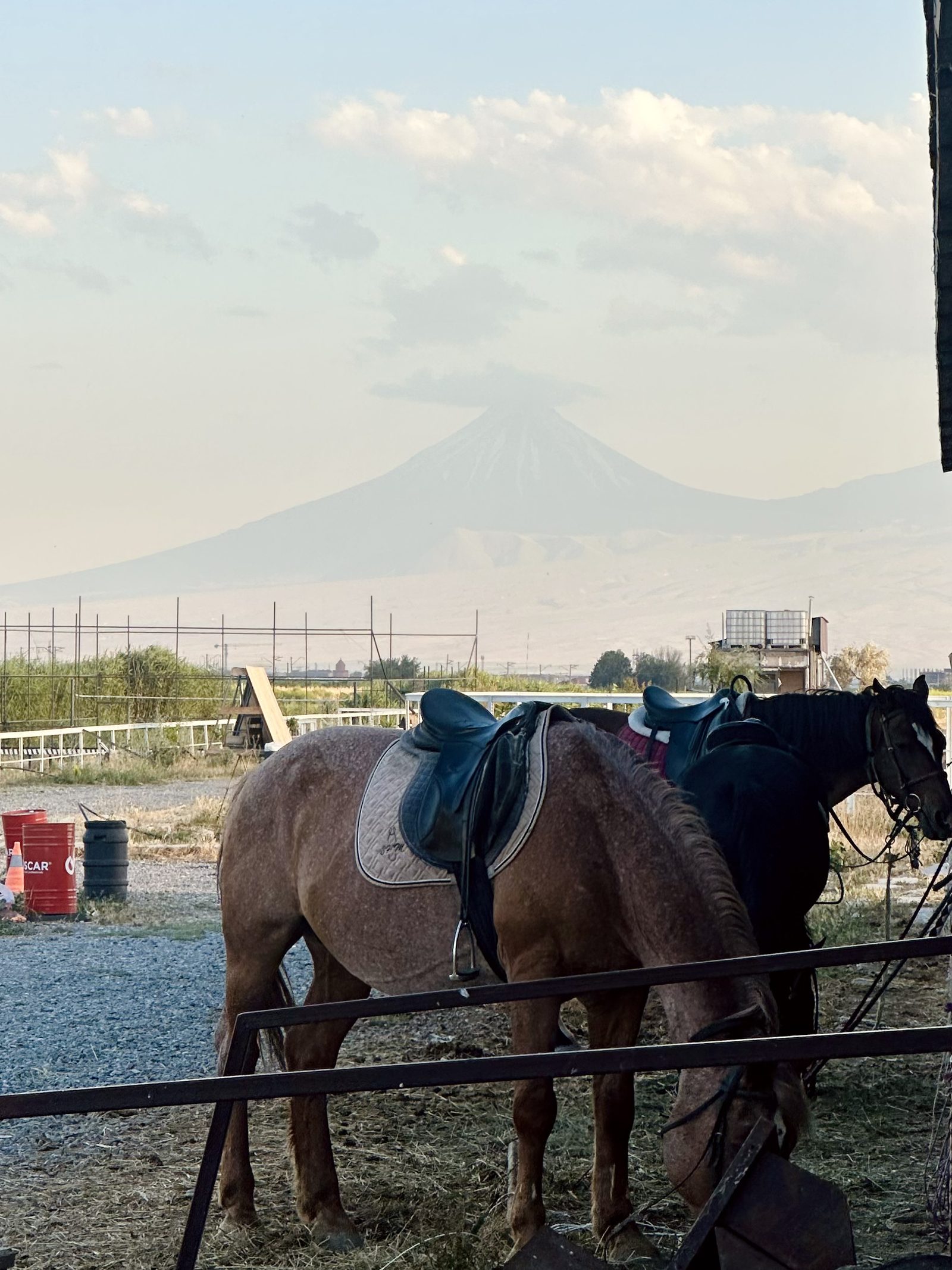 A saddled horse with Mount Ararat faint behind