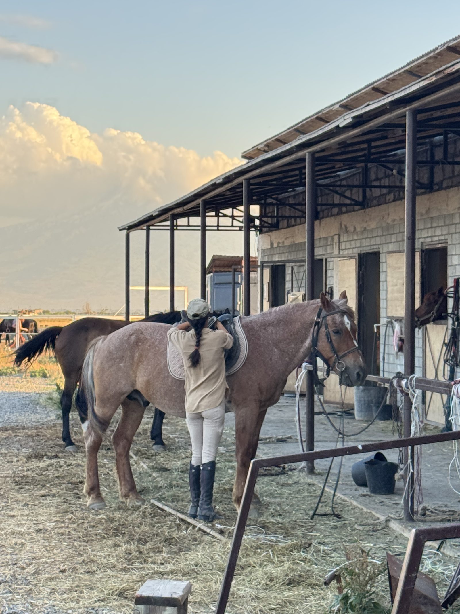 Horses waiting under the stable roof before the ride