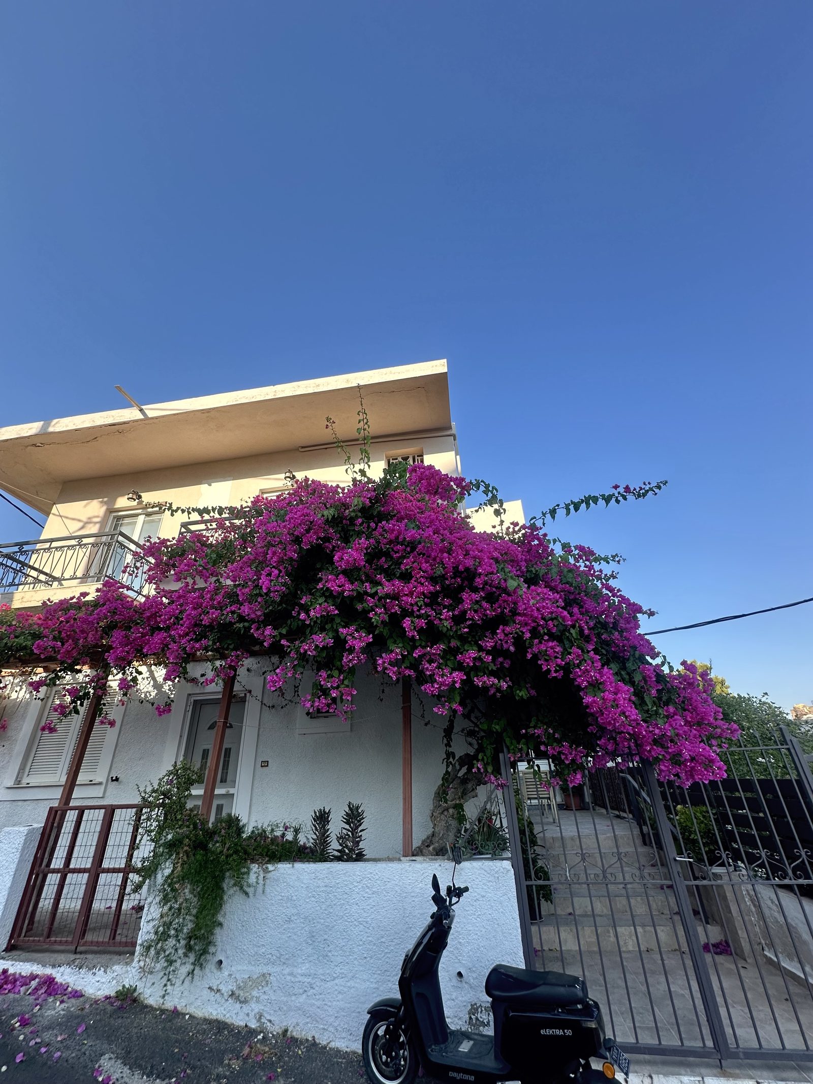 Bougainvillea in blossom with pink flowers over a parked scooter
