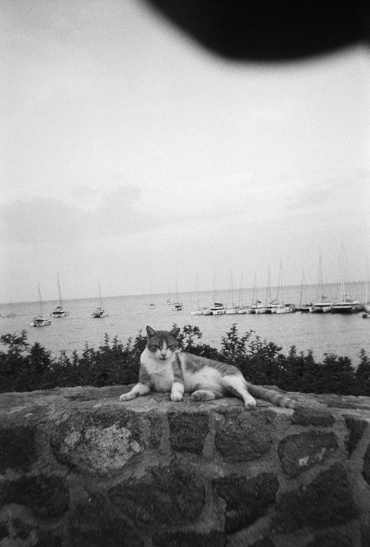 Black and white film photo of a cat sitting on a wall above the harbor