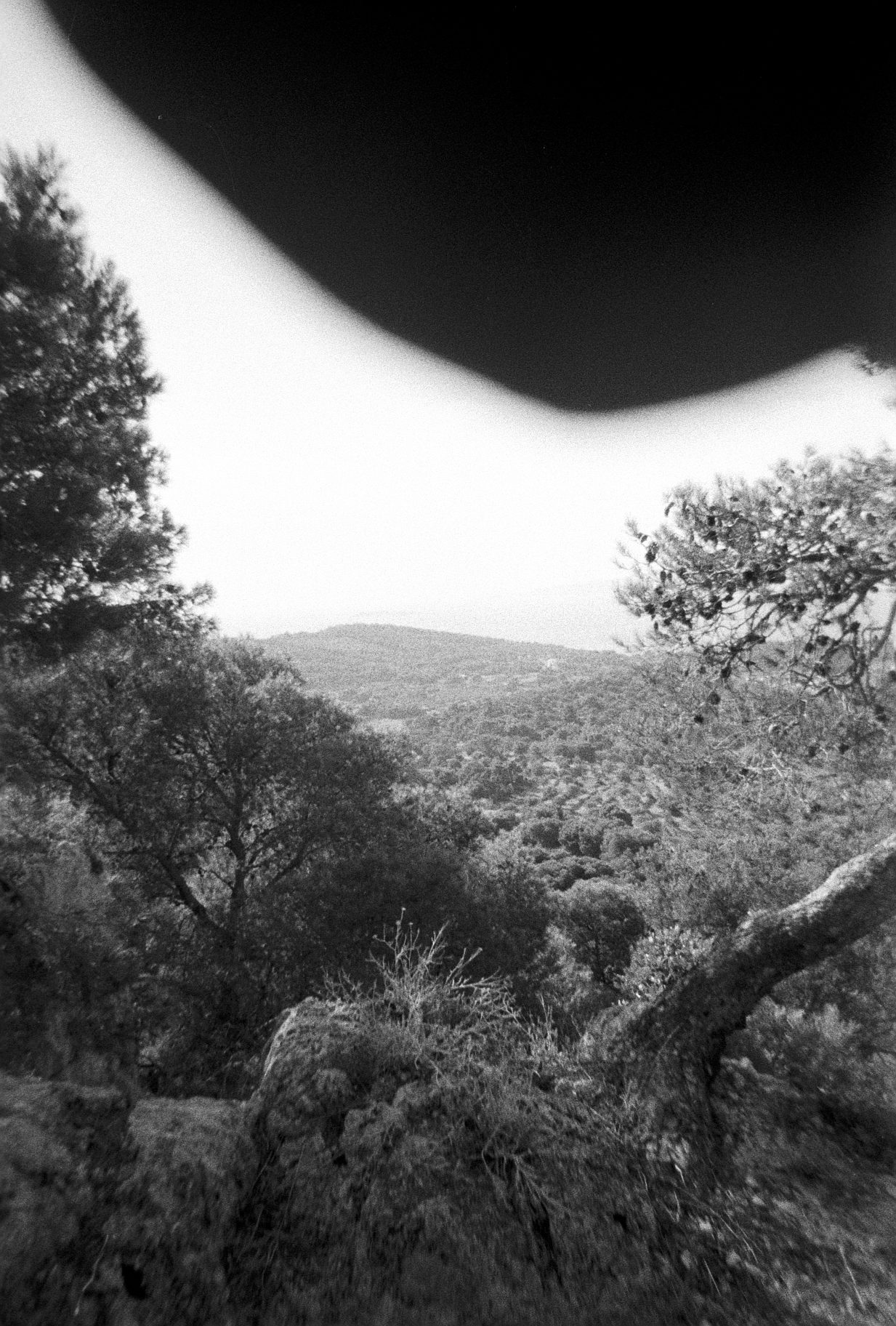Black and white film photo of hillside trees and landscape