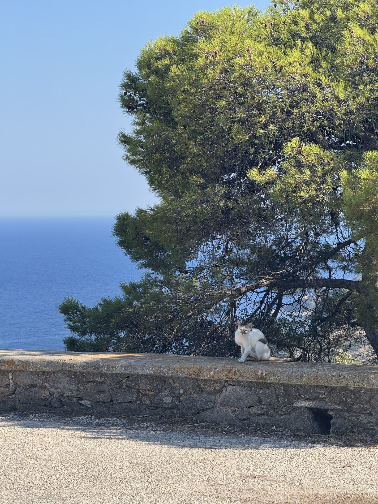A cat sitting under a tree by the water