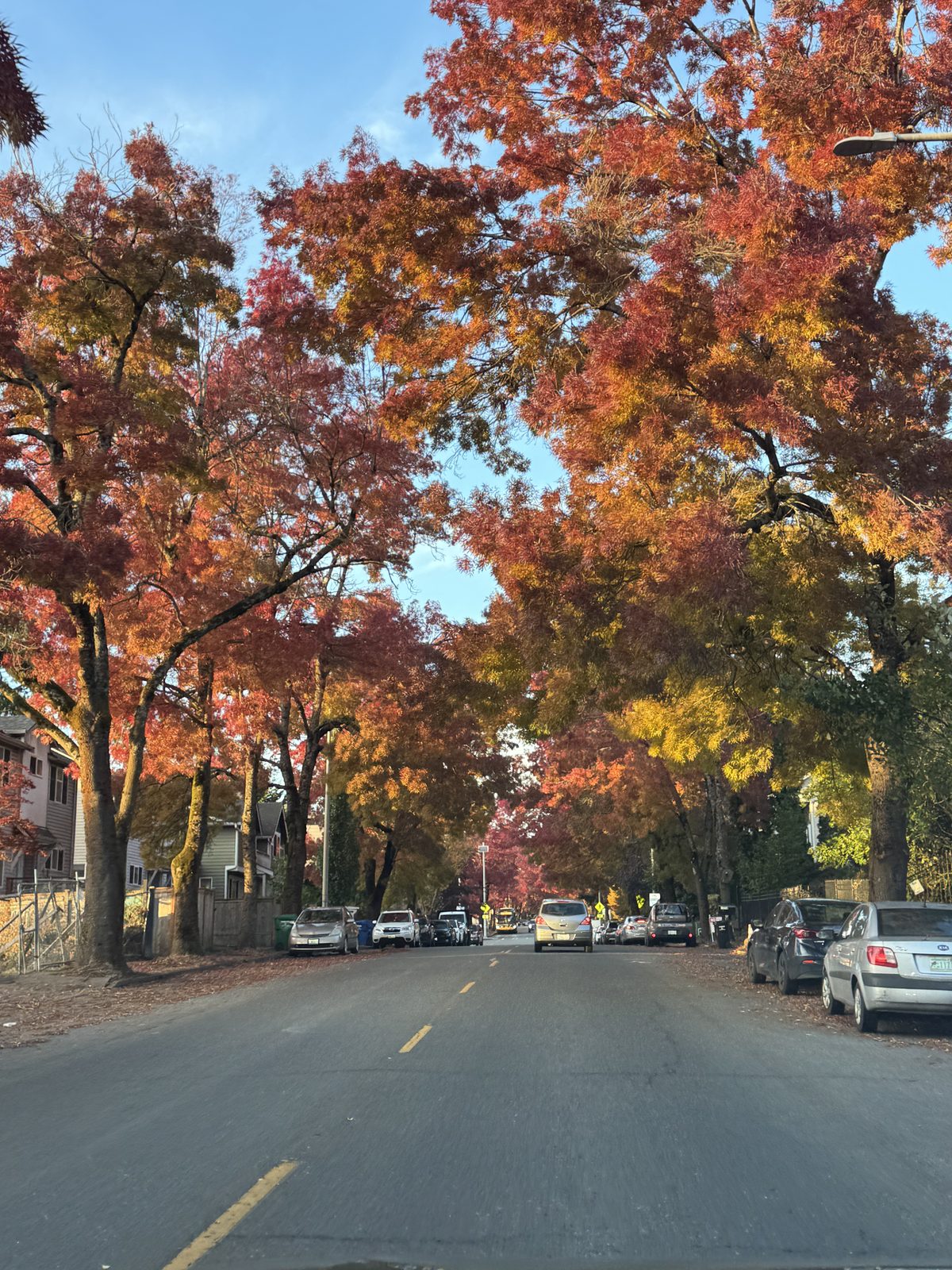 Autumn foliage tree-lined street